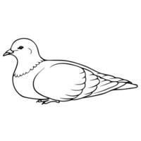a dove bird is lying down, illustration line art vector