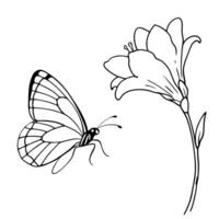 a butterfly is extracting nectar from a freesia flower, illustration line art vector
