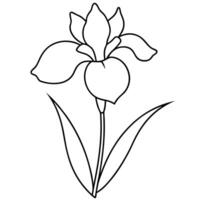iris flower with branch, illustration line art vector