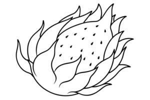 dragon fruit line art with smooth line on white background, illustration line art vector