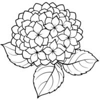 bigleaf hydrangea on white background, illustration line art vector