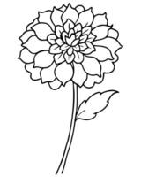 a coloring page of an scabiosa with no color just black lines, illustration line art vector