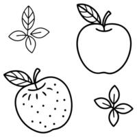 illustrate different types of apples, showcasing the variety of shapes and sizes eg, granny smith, vector