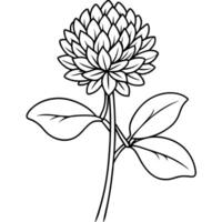 trifolium pratense, illustration line art vector