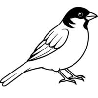 sparrow on white background, illustration line art vector