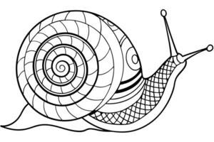 generate a and intricate line drawing of a snail the snail should have a large spiraling shell vector