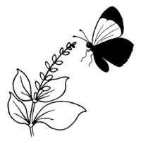 a butterfly is extracting nectar from a salvia flower, illustration line art vector
