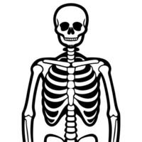 x-ray no shading, high contrast, illustration it must have clear outline, the artwork should vector