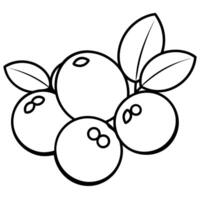 cranberries on a white background, illustration line art vector