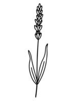 lavender is a small, purple flower that grows on long stems it has a calming scent and is often vector