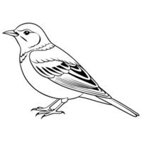 a pipit bird is lying down, illustration line art vector