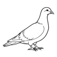 a dove bird is standing, illustration line art vector