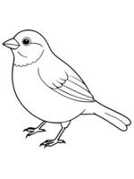 a small bird with a round body and a short, stubby beak sparrows are often found hopping on the vector