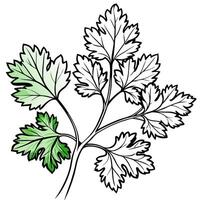 a realistic illustration of cilantro on a clean white background highlight the delicate, vector