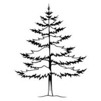 tamarack tree, illustration line art vector