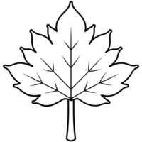 a line drawing of a maple tree, focusing on the iconic leaf shapes, illustration line art vector