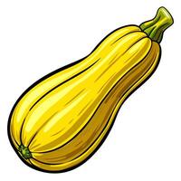 a realistic illustration of yellow squash on a white background the squash should have a vector
