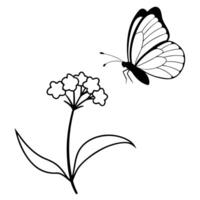 a butterfly is extracting nectar from a heliotrope flower, illustration line art vector