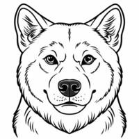 portrait akita inu, illustration line art vector