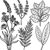 a set of various botanical plants and herbs in detailed line art style, including ferns, vector