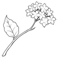 pentas flowers on a crooked branch, illustration line art vector