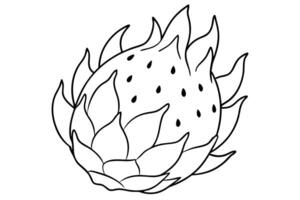dragon fruit line art with smooth line on white background, illustration line art vector