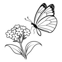 a butterfly is extracting nectar from a statice flower, illustration line art vector