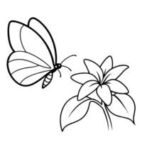 a butterfly is extracting nectar from a stephanotis flower, illustration line art vector