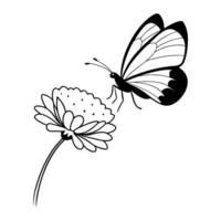 a butterfly is extracting nectar from a scabiosa flower, illustration line art vector