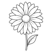 chamomile, illustration line art vector