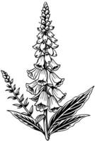 a most realist foxglove you can the background need have some grass below the flower, vector