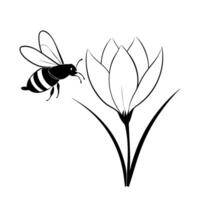 a bee is extracting honey from a crocus flower, illustration line art vector