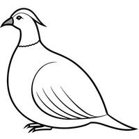 a chukar bird is seating, illustration line art vector
