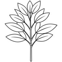 a detailed line art focused on the elongated leaves and thin branches of a eucalyptus tree, vector