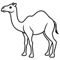 realistic camel, illustration line art vector