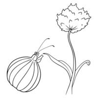 a butterfly is extracting nectar from a ornamental onion flower, illustration line art vector