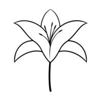 a zephyranthes rain lily with two leaves, illustration line art vector