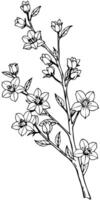 sakura branch, illustration line art vector