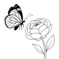 a butterfly is extracting nectar from a ranunculus flower, illustration line art vector