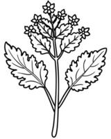 a coloring page of an yarrow with no color just black lines, illustration line art vector