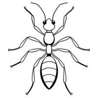 ant top view, illustration line art vector