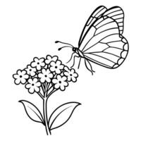 a butterfly is extracting nectar from a heliotrope flower, illustration line art vector