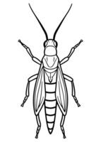 realistic grasshopper from top, illustration line art vector