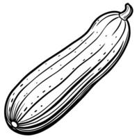 a clean illustration of a cucumber on a bright white background emphasize its elongated vector