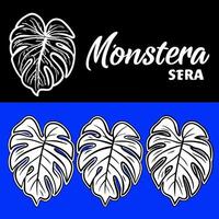 a drawing of a monstera leaf with a white outline, on a dark blue background the leaf is in vector