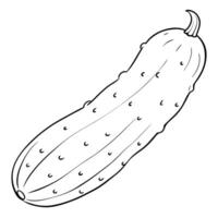 cucumber, illustration line art vector