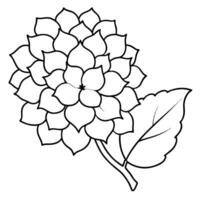 hydrangeas flower, illustration line art vector