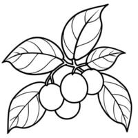 a bunch of loquats on a branch, with large, veined leaves, illustration line art vector