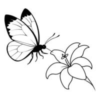 a butterfly is extracting nectar from a stephanotis flower, illustration line art vector