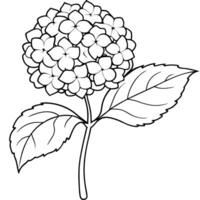 bigleaf hydrangea on white background, illustration line art vector